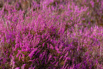 Obraz premium Selective focus of purple flowers in the filed, Calluna vulgaris (Heide, Heath, ling or simply heather) is the sole species in the genus Calluna, Flowering plant family Ericaceae, Natural background.