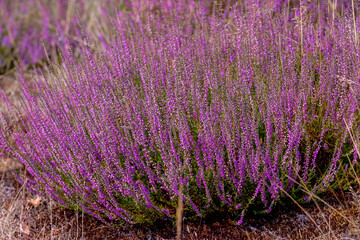 Selective focus of purple flowers in the filed, Calluna vulgaris (Heide, Heath, ling or simply...