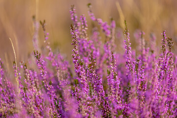 Selective focus of purple flowers in the filed, Calluna vulgaris (Heide, Heath, ling or simply heather) is the sole species in the genus Calluna, Flowering plant family Ericaceae, Natural background.