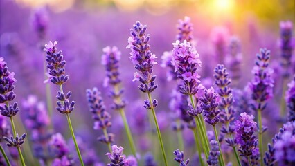 Obraz premium Close-up of purple lavender flowers on a natural background, botanical, purple, nature, lavender