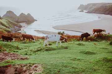Cattle grazing freely on the lush green mountains near Three Cliffs Bay in Wales