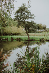 A small spring in country-side England with grasslands and a tree reflection in the water