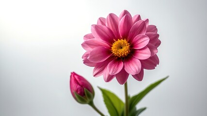 Simplicity and beauty collide in this minimalist pink floral photograph.
