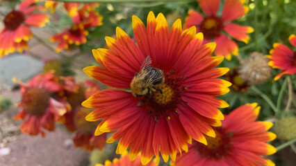 Captivating close-up of a bee pollinating a vibrant red and yellow flower, showcasing nature’s beauty and the importance of pollinators. Perfect for floral and wildlife themes.