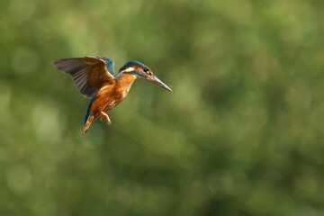 Vibrant kingfisher soars through the air