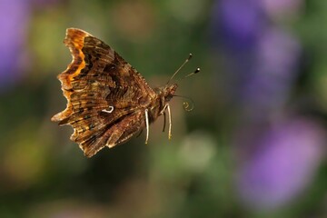 Comma butterfly with intricate wing patterns hovers in mid-air, its wings slightly open.