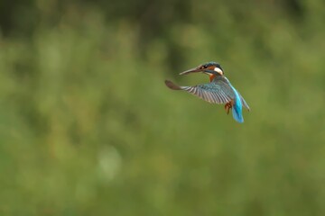 Vibrant kingfisher soars through the air