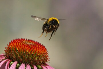 Large, fuzzy bumblebee hovers above a vibrant purple cone flower