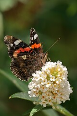 red admiral butterfly with black and white markings perches on a cluster of white flowers