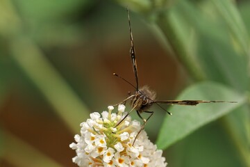 Red Admiral butterfly perches on a cluster of white flowers against a blurred green background