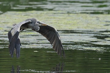 Gray Heron is flying low over a body of water willing to hunt, against a blur background