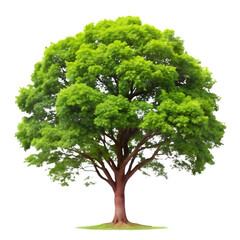 Green tree isolated on transparent background