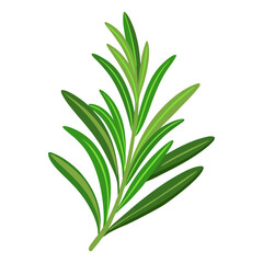 Fototapeta premium Rosemary spices, fresh herb branch. Aromatic spices for culinary trendy flat style isolated. Vector illustration