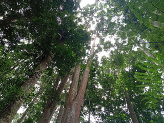 Beautiful green scenery in the forest located in Madapi Forest or Hutan Madapi in Curup, Bengkulu, Indonesia