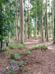 Pine Forest at Hutan Madapi, Curup, Bengkulu, Indonesia