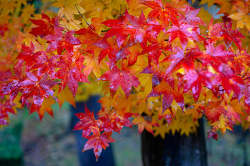 鮮やかな紅葉
