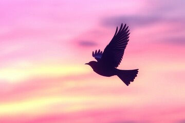 Bird Flying Sunset Sky