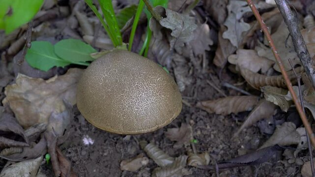 Cracking Bolete in natural ambient (Xerocomellus chrysenteron) - (4K)