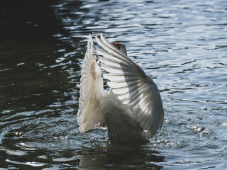 cute goose in the lake