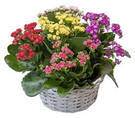 Kalanchoé de différentes couleurs dans un pot 