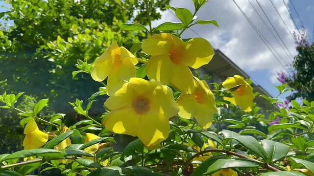 Yellow Mandevilla or rocktrumpet in bloom