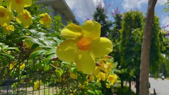Yellow Mandevilla or rocktrumpet in bloom