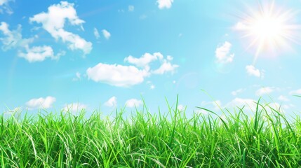 Fototapeta premium Sunny Day in a Lush Meadow
