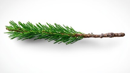  A pine tree branch against a white backdrop, clipped clippings to its right side