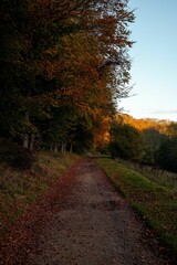 Scenic autumn forest pathway with vibrant foliage.