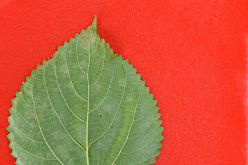 Vibrant Contrast: Green Leaf on Red Texture