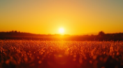 Sunset Over Grass Field with Warm Glow