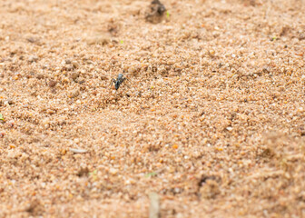 A close-up of a black ant navigating sandy soil with small rocks and sparse vegetation, highlighting the resilience and determination of insect life.