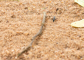 A close-up of a black ant navigating sandy soil with small rocks and sparse vegetation, highlighting the resilience and determination of insect life.