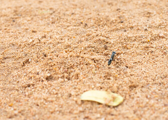 A close-up of a black ant navigating sandy soil with small rocks and sparse vegetation, highlighting the resilience and determination of insect life.