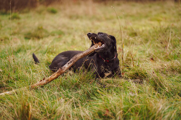 Black dog with a wooden stick. 