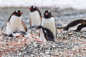 Fototapeta premium Impression of the Gentoo Penguin -Pygoscelis papua- colony at Danco Island, on the Antarctic Peninsula