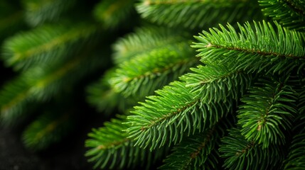 Fototapeta premium A tight shot of pine tree needles, with an out-of-focus backdrop of adjacent needles
