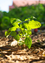A sapling bathes in sunlight amidst soil and fallen leaves, symbolizing growth and new beginnings.