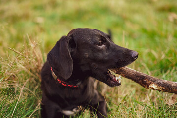 Black dog with a wooden stick. 