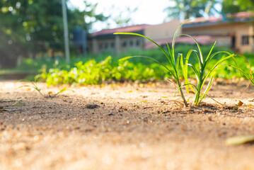 A lone plant sprouts in a sunlit, sandy terrain, symbolizing resilience and survival in harsh conditions.