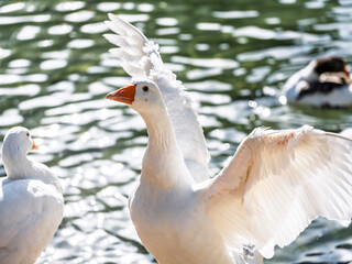 cute goose