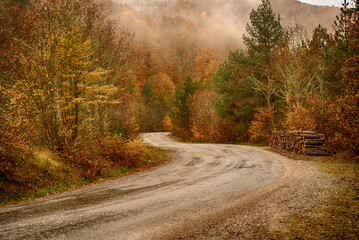 Obraz premium Fallen leaves and colorful autumn landscape