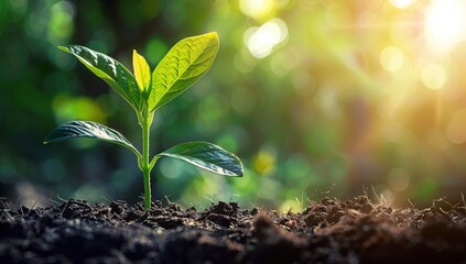 A New Life Emerges in the Sunlit Soil