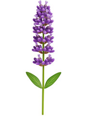 Obraz premium Lilac flower with petals in shades of purple and pink isolated on a white background