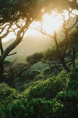 Fototapeta premium Sunlight filters through twisted trees, casting a golden glow on rolling hills in the tranquil background.
