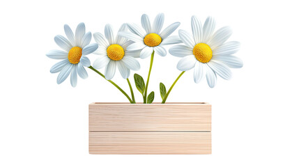 Obraz premium daisy flower in box, wooden box daisy decor, chamomile daisy illustration, daisy box vector, chamomile packaging art
