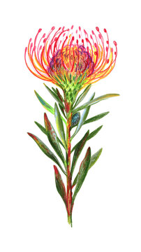 Exotic flower. Flower narcissed with colored pencils. Leucospermum, red pincushion protea