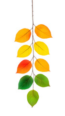 Autumn Leaves Isolated on White Background