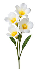 bouquet of white flowers
