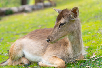 deer in the grass